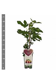 Ficus carica Brown Turkey C2 Lit. 30-40 cm