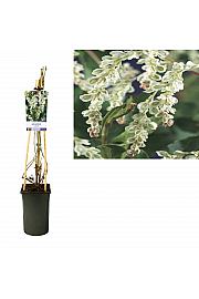 Fallopia aubertii C2,5 Lit. 40-60 cm