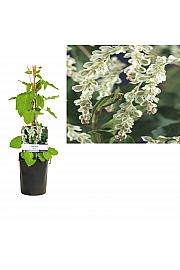 Fallopia aubertii C1 Lit. 20-30 cm