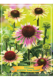 Echinacea purpurea Green Twister Ø11