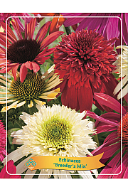 Echinacea Breeder's mix Ø11