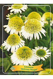 Echinacea Delicious Nougat Ø11