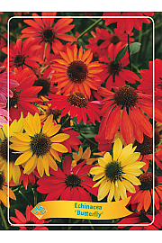 Echinacea Butterfly Ø11