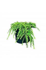 Tsuga canadensis Coles Prostrate C2,5 Lit. 15-20 cm