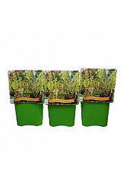 Dryopteris wallichiana C5 Lit.