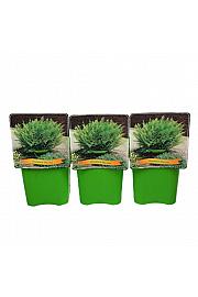 Dryopteris filix-mas C5 Lit.