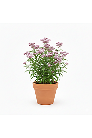 Dišavnice Valeriana officinalis Ø 10,5