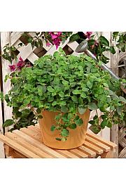 Dišavnice Origano vulgare Hot And Spicy Ø10,5