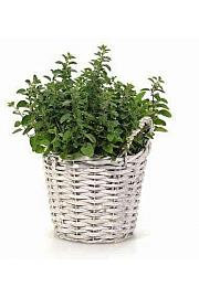 Dišavnice Ø18 mix pleteni leseni lonček