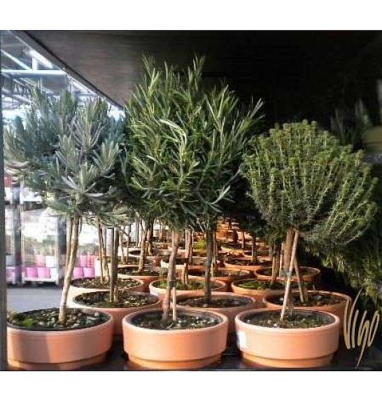 Dišavnice Ø14 mix terracotta lonec Na Steblu 20 cm