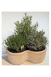 Dišavnice Ø14 mix 3 pack terracotta detelja