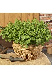 Dišavnice Mentha MORROCCAN Ø10,5