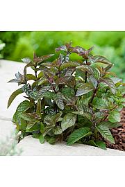 Dišavnice Mentha CHOCOLATE Ø10,5