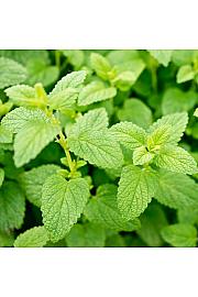 Dišavnice MELISSA Ø10,5