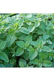 Dišavnice MAJORANA HORTENSIS Ø10,5