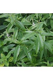 Dišavnice Lippia citrodora Ø10,5