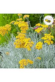Dišavnice Helichrysum ang. 
