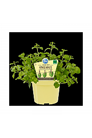 Satureja douglasii; Indijska meta-obešanka; Ø12;700072;BLU