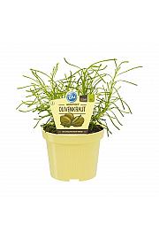 Santolina viridis; Olivno zelišče; Ø12;700005;BLU