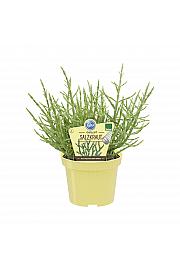 Salicornia europaea; Navadni osončnik; Ø12;700118;BLU