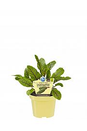 Rumex sanguineus; Rdečelistna kislica; Ø12;700580;BLU