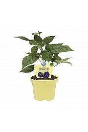 Rubus fruticosus; Robida Little Black Prince; Ø12;700014;BLU