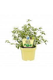 Prostanthera rotundifolia; Grmasti mentol; Ø12;700069;BLU