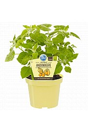 Physalis peruviana; Andske jagode; Ø12;600210;BLU