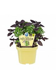 Ocimum basilicum; Pesto duo; Ø12;700100;BLU
