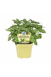 Ocimum americanum x basilicum; Vanilijeva bazilika; Ø12;700171;BLU