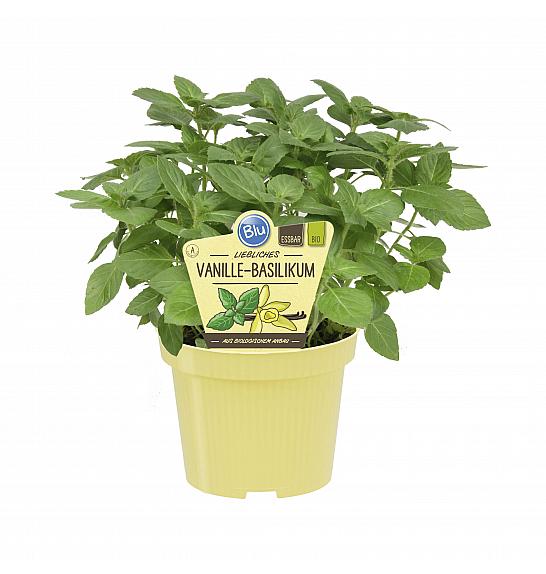 Ocimum americanum x basilicum; Vanilijeva bazilika; Ø12;700171;BLU