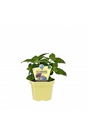 Monarda didyma; Monardin čaj; Ø12;700903;BLU