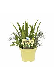 Divja zelišča mix; Ø12;700222;BLU