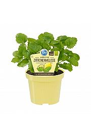Melissa officinalis; Citronska melisa; Ø12;700442;BLU