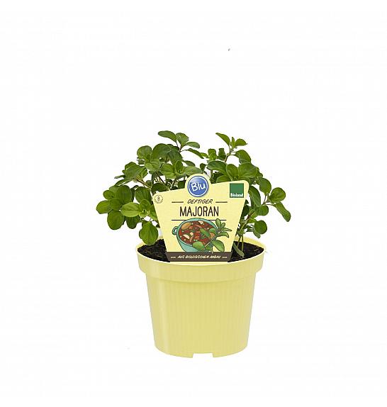Majorana hortensis; Majaron; Ø12;700130;BLU