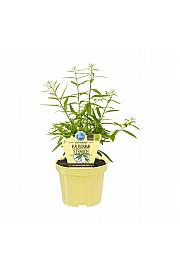 Lippia polystacha; Čigumijeva verbena-meta; Ø12;700066;BLU