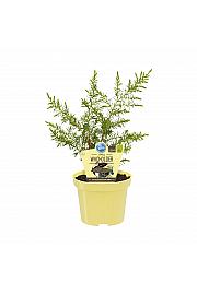 Juniperus communis Meyer ; Brin; Ø12;700029;BLU