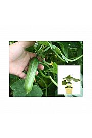 Cucumis sativus Lunchbox; Mini kumara; Ø12;700320;BLU