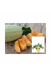 Cucumis melo; Melona Mangomelone; Ø12;708868;BLU