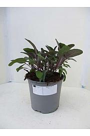 Salvia purpurea Ø14