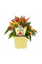 Capsicum annuum; Sladka paprika; Ø12;700087;BLU