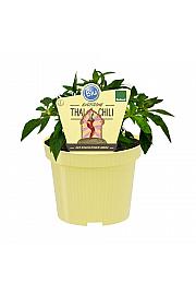 Capsicum annuum; Tajski čili; Ø12;690030;BLU