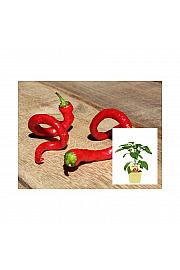 Capsicum annuum Milder Spiral; Spiralni čili; Ø12;700175;BLU