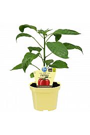 Capsicum annuum Midired; Rdeča paprika- Midi Red; Ø12;700219;BLU