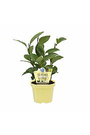 Camellia sinensis G ; Pravi čaj; Ø12;700440;BLU