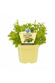 Brassica juncea; Gorčični listi; Ø12;700062;BLU