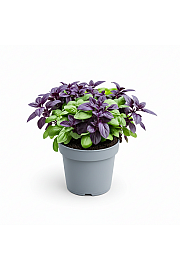 Dišavnice Bazilika MIX (Red&Green Leaf)  Ø10,5