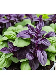 Dišavnice Bazilika MIX (Red&Green Leaf)  Ø10,5