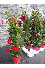 Dipladenia Sundaville/Diamantina Ø17 piramida