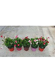 Dipladenia Sundaville/Diamantina Ø17